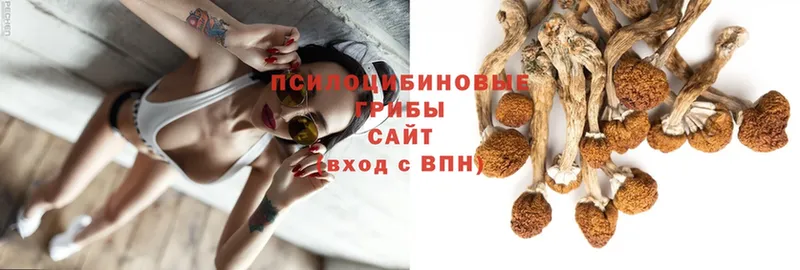 Псилоцибиновые грибы MAGIC MUSHROOMS  где продают   Рославль 